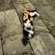 Image Source: Tarshana